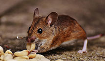 24 Hour & Emergency Exterminators in Numidia, PA